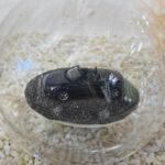 GLF1037 Edelglasflasche mit Audi A3 A5 Cabrio