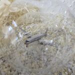 GLF1028 Edelglasflasche mit Flugzeug