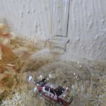 GLF1021 Edelglasflasche mit Mercedes DTM